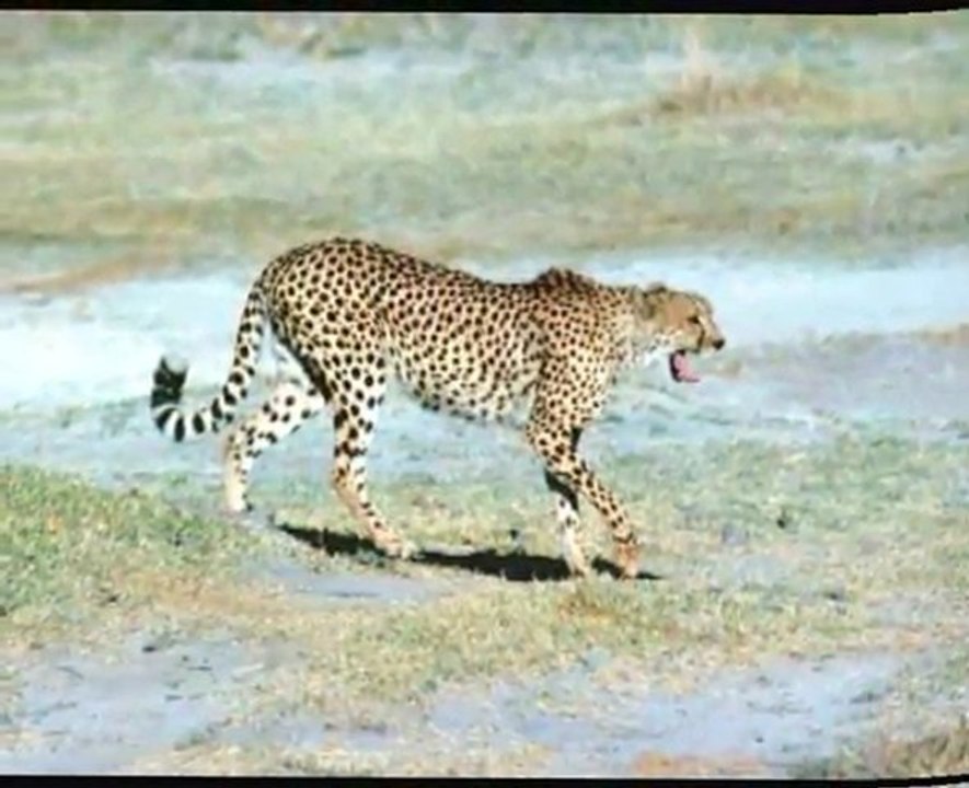 L afrique