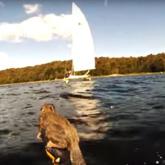 Deux hommes sauvent un écureuil de la noyade