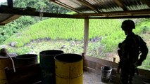 Aumentan cultivos de coca en Colombia
