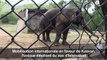 Mobilisation en faveur de l'éléphant du zoo d'Islamabad