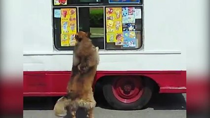 Des animaux qui aiment les glaces