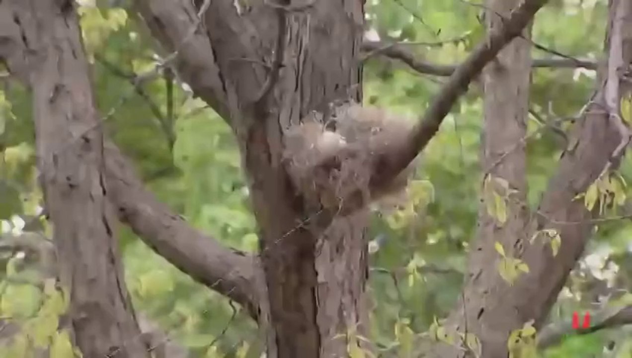 TOP FUNNY VIDEOs 2 MINUTE