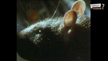 Farelerin Yaşam Savaşı - Mouses Survivals
