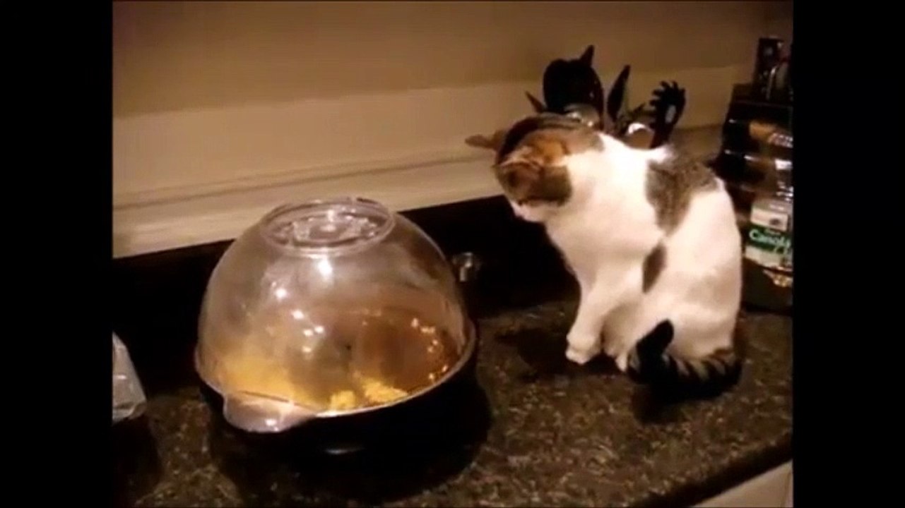 Cat Defense of Popcorn Attack