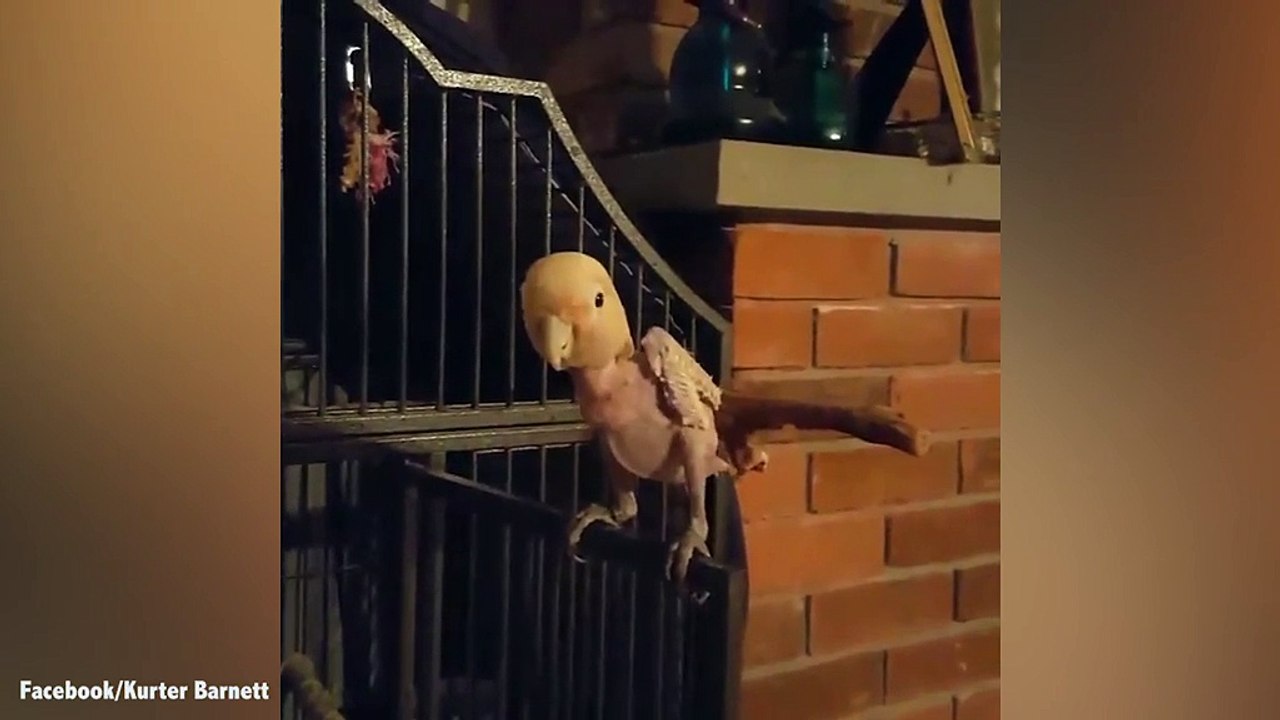 Gucci the mistreated cockatoo gets a second chance