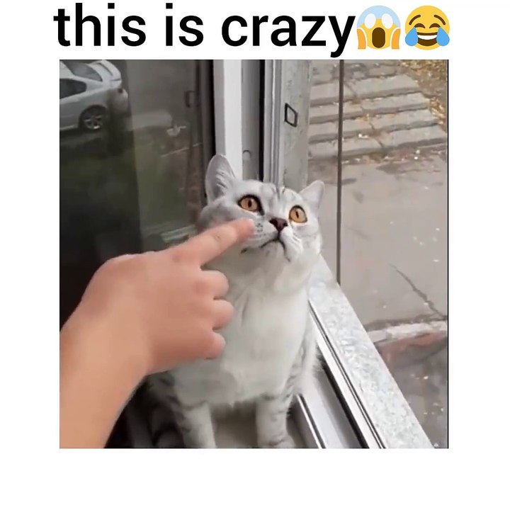 This cat is a freak