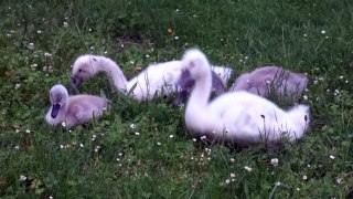 15 June 2016 20:28 Swan family Carolasee