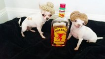 Deux chihuahuas prennent la pose pour du whisky