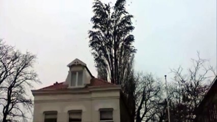 Cet arbre a une particularité que vous n’avez surement pas encore vue !