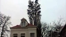 Cet arbre a une particularité que vous n’avez surement pas encore vue !