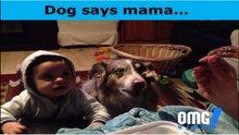 Funny video Dog says mama - OMG VIDEO