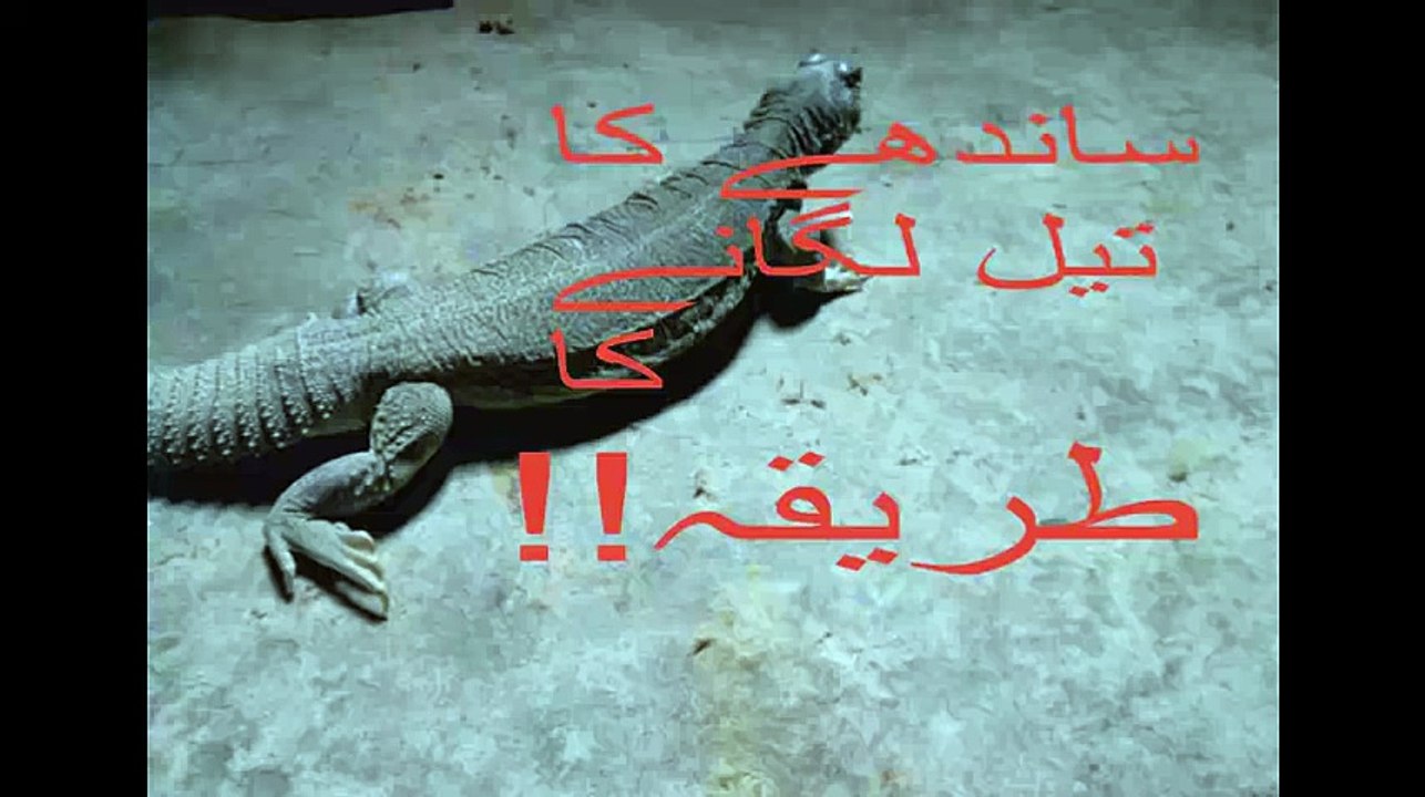 Sanday ka Tail K Faiday In Urdu Sandey (Sande) Ke Tail (Oil) Ki