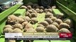 21354 zlodii tiere CCTV Afrique Uganda׃ More than 150 tortoises seized in a taxi outside Kampala