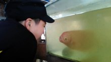 Un jeune garçon imite le poisson devant un aquarium, ce qui va se passer est incroyable !