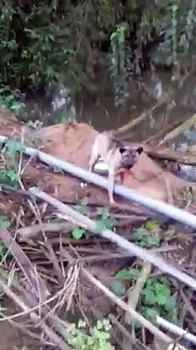 Angry DOG Bark & Growl Sound Effects [High Quality]