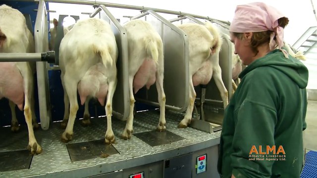 Când au pășit în fermă și au văzut toate animalele așezate în cerc una lângă cealalta, au rămas fără cuvinte.