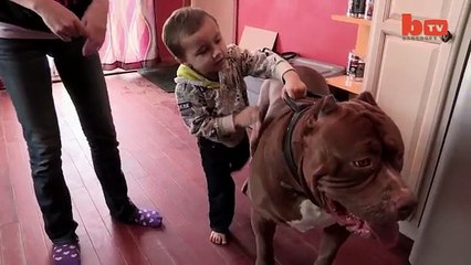 Si chiama Hulk ed è il Pitbull più grande del mondo: la sua forza è impressionante