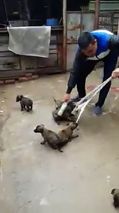 Jack Russell Puppies Playing - Golden Retriever Puppies