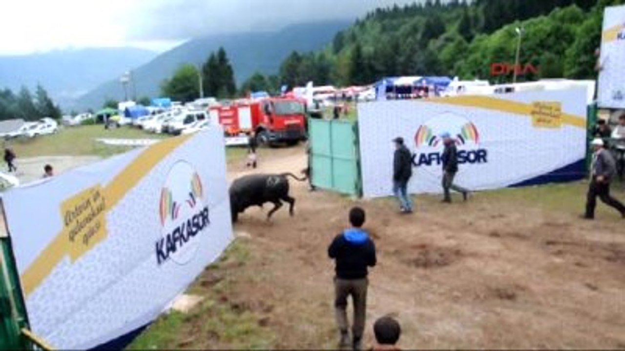 Artvin Kafkasör Yaylası'nda Boğa Güreşleri Nefes Kesti-2