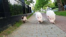 Свинья выгуляла кота на поводке