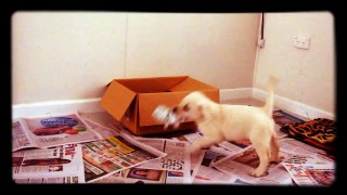 Gold Labrador Roxy Playing at 2 Months Old