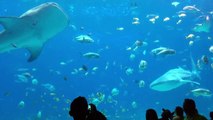Whale Sharks at Georgia Aquarium