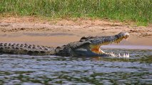Killer Nile Crocodiles Discovered In Florida