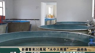 新華社》新疆繁育20萬尾「水中大熊貓」——新疆扁吻魚