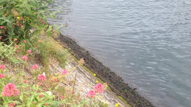 Retour au port de Concarneau pour les vieux gréements