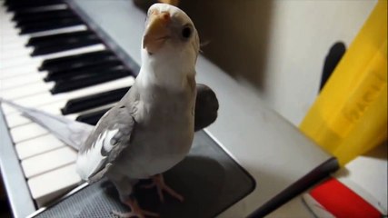 Cute Cockatiel Sing My Neighbor Totoro