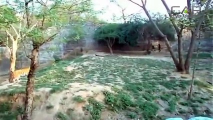 Ragazzo entra nella gabbia delle tigri per sfida