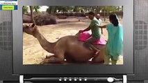Camel Riding Fails...Very Very Funny Hahahaha...
