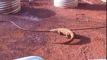 Lizard Plays with Pipe