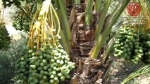 Construction of Date Refrigerators in the Jordan Valley (occupied Palestinian territories)