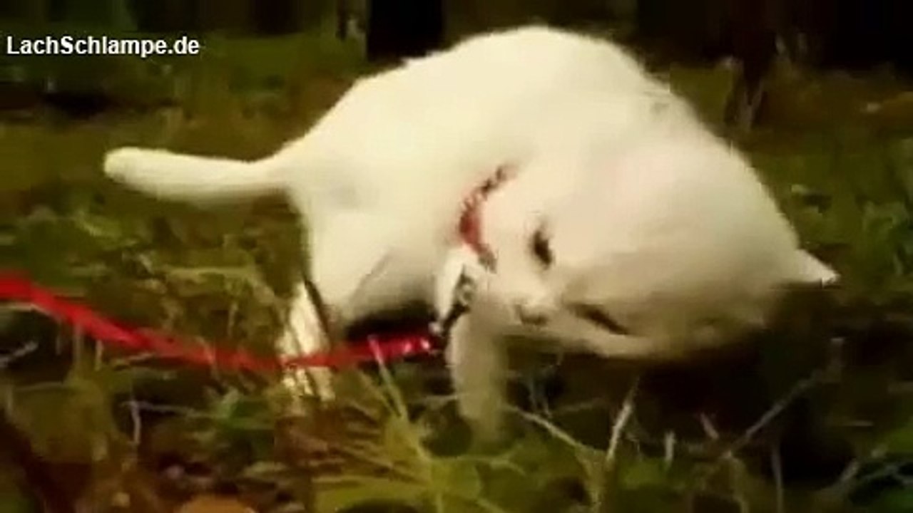 Funny cats # 12