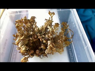 Dinosaur Plant coming back to life  (Selaginella lepidophylla) rose of Jericho