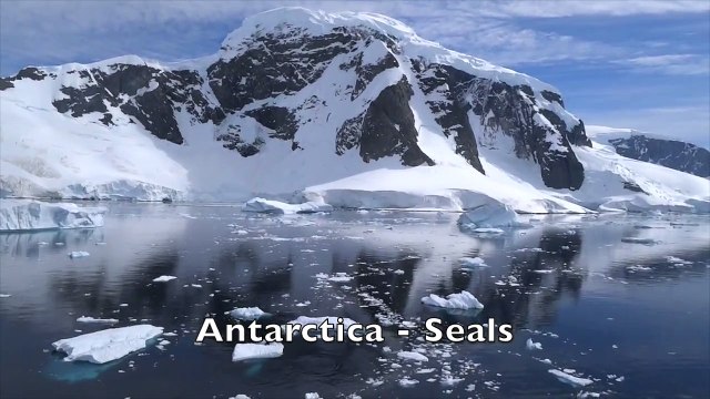 Antarctica Seals