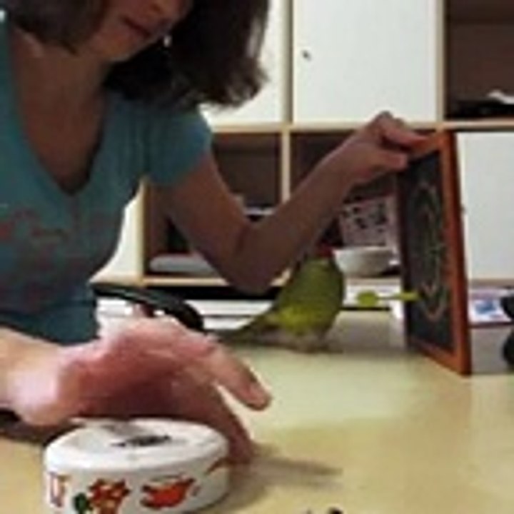 A chacun sa facon de jouer aux fléchettes ! Cet perroquet est quand même doué