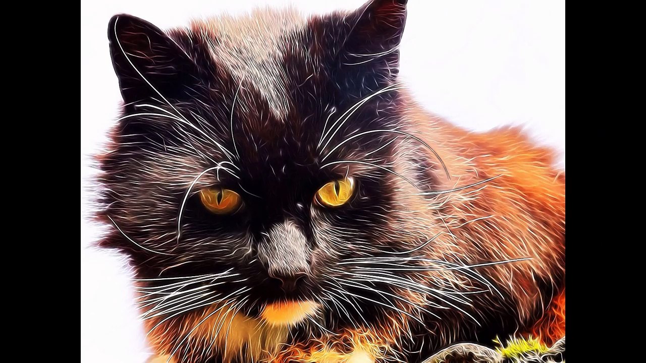 cats (кошки)
