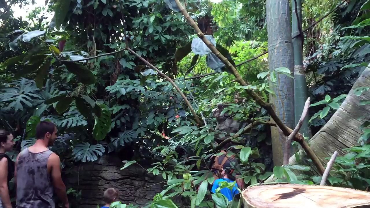 The Zoo Trip(part 1)- Rainforest