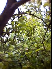 Jungle Survival in the Amazon rainforest