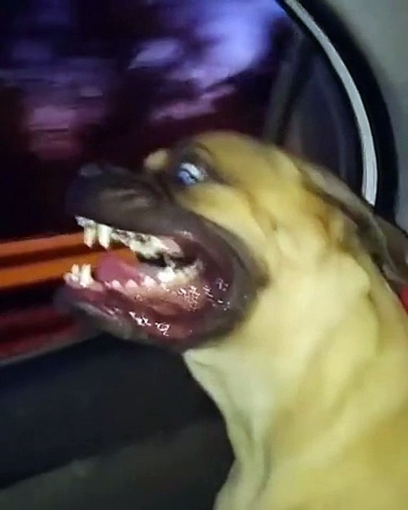 Bull Mastiff enjoys car ride in hilarious fashion