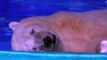 World's saddest polar bear trapped in shopping centre