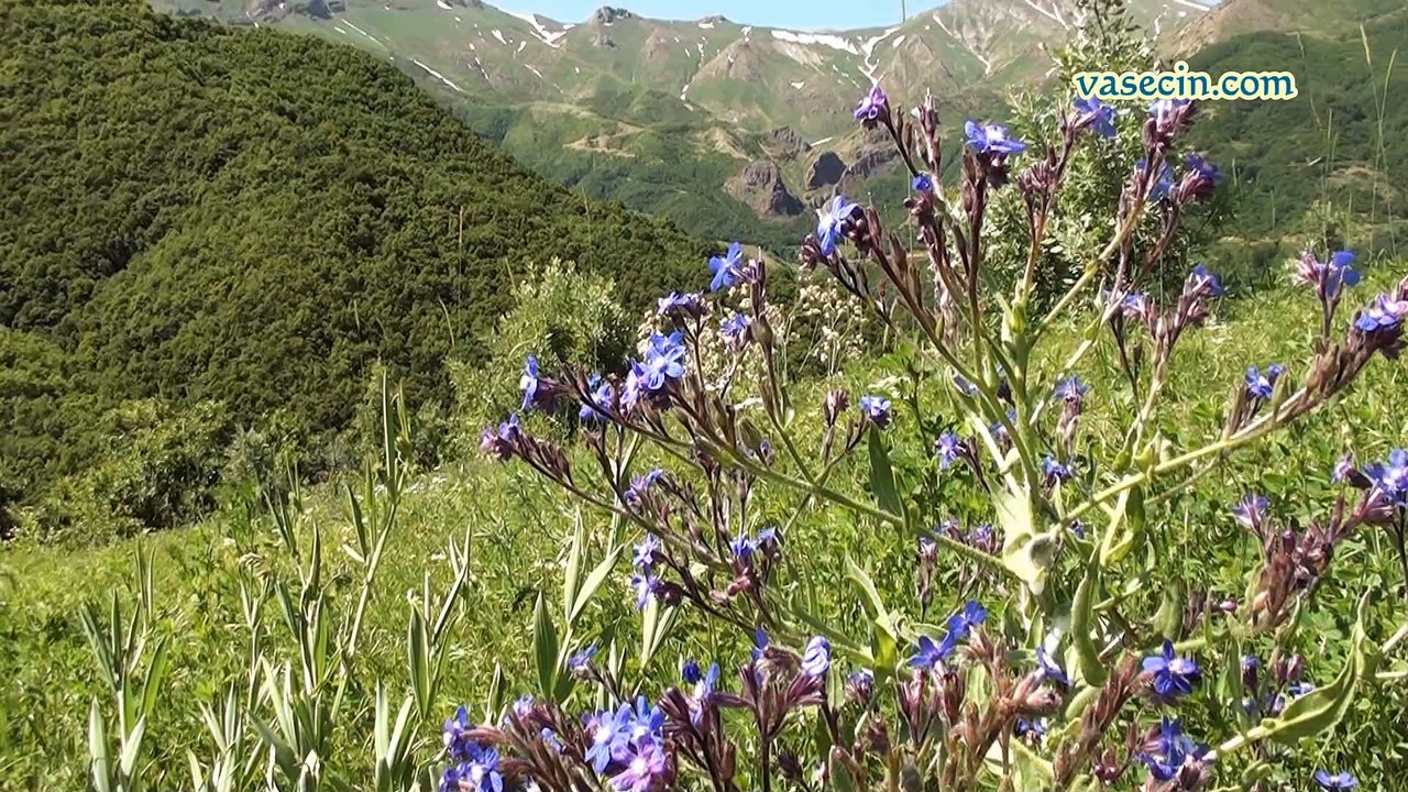 Munzur KAYA Ze Gula Usari