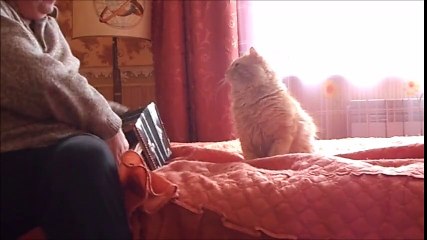 You won't believe how this cat reacts to accordion music!