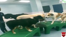 Puppy Dog Play ► Puppy Dog So Cute Play ► Animals CLUB