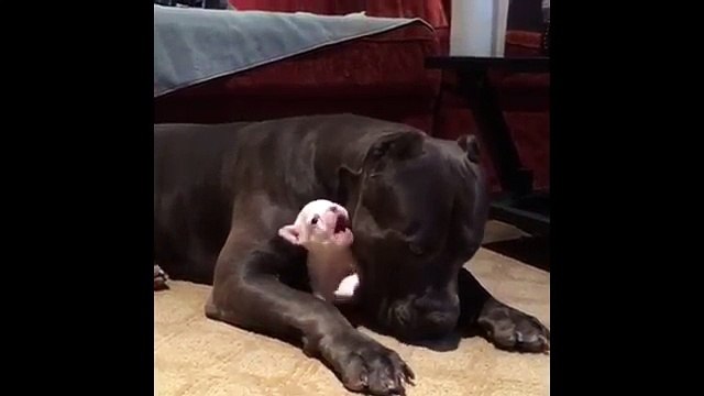 Guardate Come Questo Gigante Protegge Il Suo Piccolo Amico... Che Spettacolo!