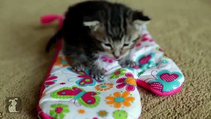 Un Gattino Alle Prese Con Un Guanto Da Cucina: Non Riuscirete A Non Innamorarvene