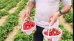 Strawberry picking,,