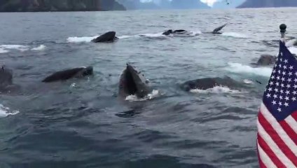 Quand tu tombes nez à nez avec un banc de baleine qui chassent
